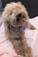 Scarlet Retired AKC Registered , a female Poodle - Miniature  for sale in Meta, MO – 3 of 10