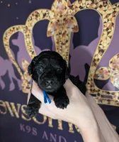 Mufasa 💙, a male Poodle - Miniature  for sale in Meta, MO – 4 of 10