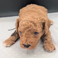 Snoopy 🖤, a male Poodle - Miniature  for sale in Meta, MO – 5 of 10