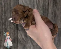Bo Peep 🩷, a female Poodle - Miniature  for sale in Meta, MO – 1 of 10