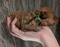 Pebbles 💚, a female Poodle - Toy  for sale in Meta, MO – 3 of 10