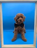 Lucas Scott 🖤, a male Poodle - Miniature  for sale in Meta, MO – Photo 7 of 10