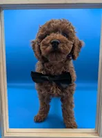 Lucas Scott 🖤, a male Poodle - Miniature  for sale in Meta, MO – Photo 2 of 10