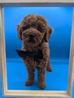 Lucas Scott 🖤, a male Poodle - Miniature  for sale in Meta, MO – Photo 9 of 10