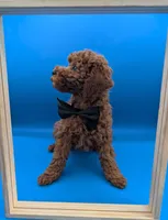 Lucas Scott 🖤, a male Poodle - Miniature  for sale in Meta, MO – Photo 8 of 10
