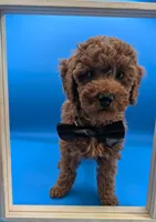 Lucas Scott 🖤, a male Poodle - Miniature  for sale in Meta, MO – Photo 5 of 10