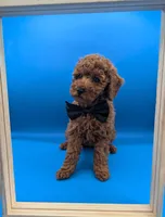 Lucas Scott 🖤, a male Poodle - Miniature  for sale in Meta, MO – Photo 10 of 10