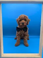 Lucas Scott 🖤, a male Poodle - Miniature  for sale in Meta, MO – Photo 4 of 10