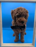 Lucas Scott 🖤, a male Poodle - Miniature  for sale in Meta, MO – Photo 3 of 10
