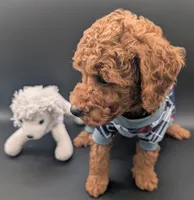 Buzz 🤍, a male Poodle - Miniature  for sale in Meta, MO – 2 of 10