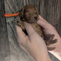 Bamm Bamm 🧡, a male Poodle - Toy  for sale in Meta, MO – 4 of 10