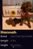 Nutmeg 💜, a female Poodle - Toy  for sale in Meta, MO – 10 of 10