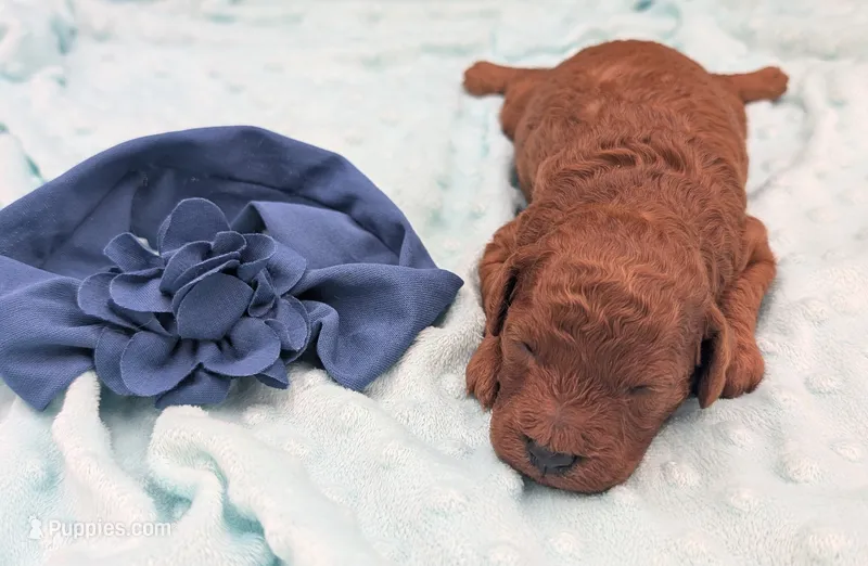 Caleb 🩵 – Poodle - Miniature  puppy for sale in Meta, MO