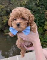 Betty 🩵, a female Poodle - Toy  for sale in Meta, MO – 3 of 10