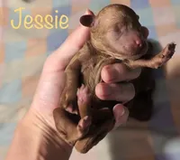Jessie 💛, a female Poodle - Miniature  for sale in Meta, MO – 1 of 9