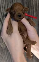 Autumn ♥️, a female Poodle - Toy  for sale in Meta, MO – 4 of 10