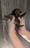 Woody 🤎, a male Poodle - Miniature  for sale in Meta, MO – 4 of 10