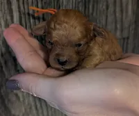 Maple 🧡, a female Poodle - Toy  for sale in Meta, MO – 3 of 10