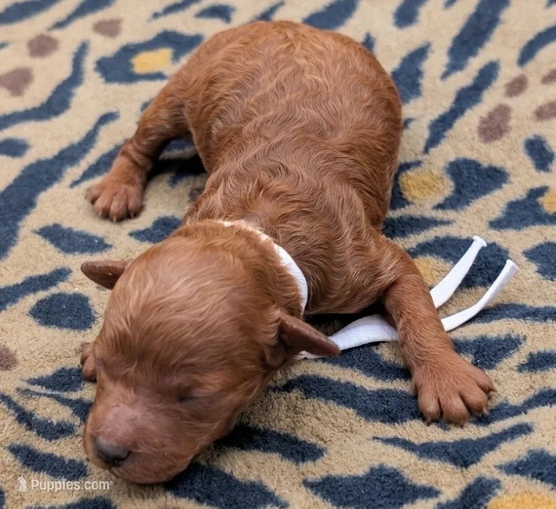 Sophia 🩷 – Poodle - Miniature  puppy for sale in Meta, MO
