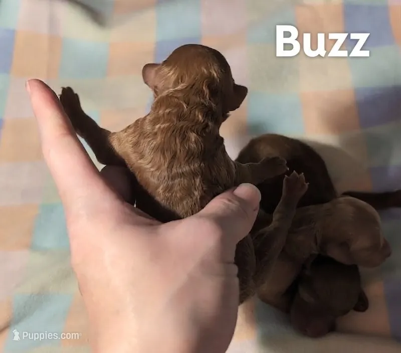 Buzz 🤍 – Poodle - Miniature  puppy for sale in Meta, MO