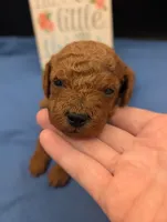 Rex 🦖, a male Poodle - Miniature  for sale in Meta, MO – 7 of 10