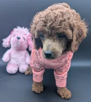 Bo Peep 🩷, a female Poodle - Miniature  for sale in Meta, MO – 6 of 10