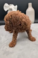 Cal 🤍, a male Poodle - Miniature  for sale in Meta, MO – 6 of 10