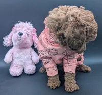 Bo Peep 🩷, a female Poodle - Miniature  for sale in Meta, MO – 9 of 10