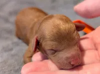 Pumpkin 🧡, a female Poodle - Toy  for sale in Meta, MO – 2 of 10