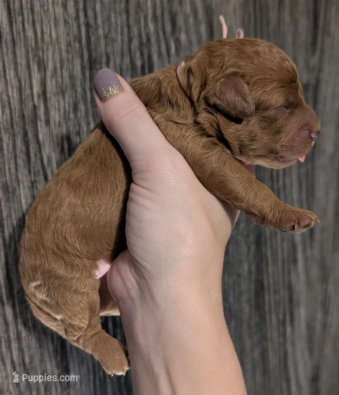 Pixie 🩷 – Poodle - Miniature  puppy for sale in Meta, MO