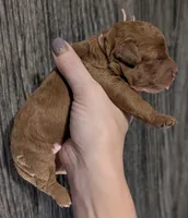 Pixie 🩷, a female Poodle - Miniature  for sale in Meta, MO – 1 of 10