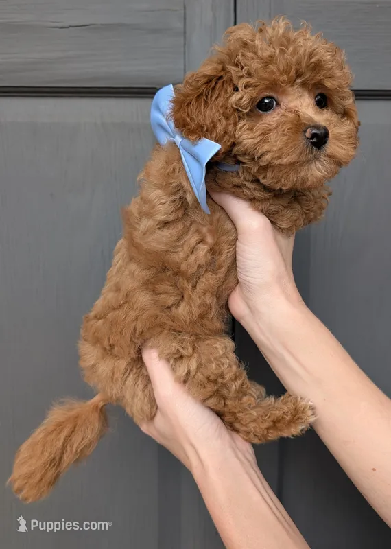 Betty 🩵 – Poodle - Toy  puppy for sale in Meta, MO