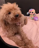 Scarlet Retired AKC Registered , a female Poodle - Miniature  for sale in Meta, MO – 9 of 10