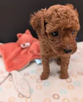 Grape 🍇, a female Poodle - Toy  for sale in Meta, MO – 9 of 10