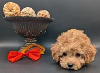 Bamm Bamm 🧡, a male Poodle - Toy  for sale in Meta, MO – 4 of 10