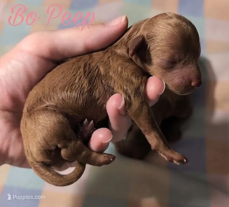 Bo Peep 🩷 – Poodle - Miniature  puppy for sale in Meta, MO