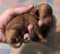 Bo Peep 🩷, a female Poodle - Miniature  for sale in Meta, MO – 1 of 7
