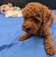 Cal 🤍, a male Poodle - Miniature  for sale in Meta, MO – 2 of 10