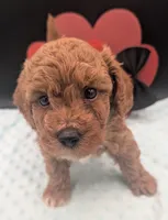 Snoopy 🖤, a male Poodle - Miniature  for sale in Meta, MO – 4 of 10