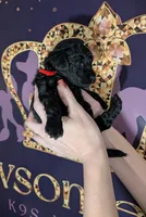 Simba ❤️, a male Poodle - Miniature  for sale in Meta, MO – 2 of 10