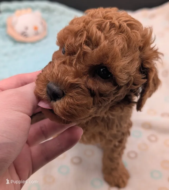 Pompadour 🖤 – Poodle - Toy  puppy for sale in Meta, MO