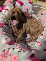 Jessie 💛, a female Poodle - Miniature  for sale in Meta, MO – 7 of 10