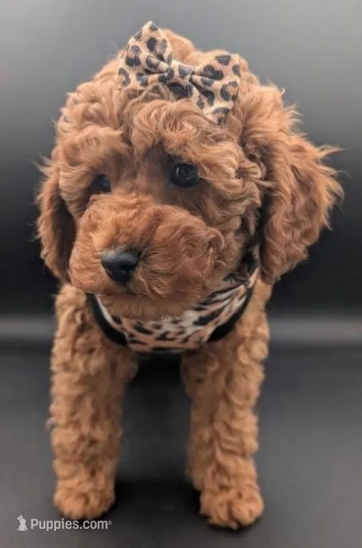 Britney Spears 💜 – Poodle - Miniature  puppy for sale in Meta, MO