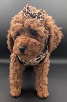 Britney Spears 💜, a female Poodle - Miniature  for sale in Meta, MO – Photo 1 of 10