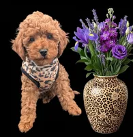Britney Spears 💜, a female Poodle - Miniature  for sale in Meta, MO – Photo 8 of 10