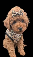 Britney Spears 💜, a female Poodle - Miniature  for sale in Meta, MO – Photo 5 of 10