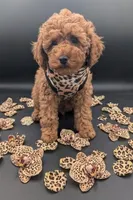 Britney Spears 💜, a female Poodle - Miniature  for sale in Meta, MO – Photo 4 of 10