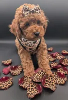 Britney Spears 💜, a female Poodle - Miniature  for sale in Meta, MO – Photo 6 of 10