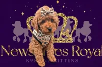 Britney Spears 💜, a female Poodle - Miniature  for sale in Meta, MO – Photo 7 of 10