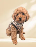 Britney Spears 💜, a female Poodle - Miniature  for sale in Meta, MO – Photo 10 of 10